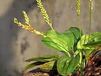 降尿酸最厲害的草藥