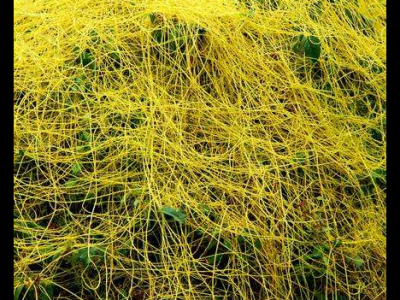 菟絲草的功效與作用及禁忌