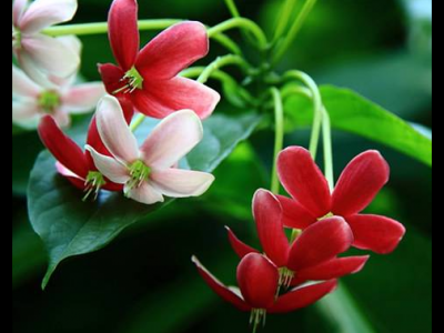 使君子的功效與作用及禁忌