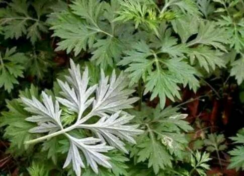 艾葉洗頭注意事項-易網(wǎng)<a href=http://m.logojc.com/ target=_blank class=infotextkey>健康養(yǎng)生</a>網(wǎng) 艾葉洗頭注意事項