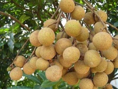 新鮮桂圓殼的作用與功效