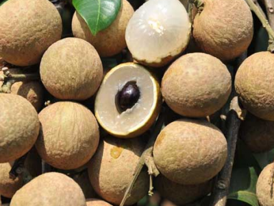 龍眼核能吃嗎 吃龍眼核的好處