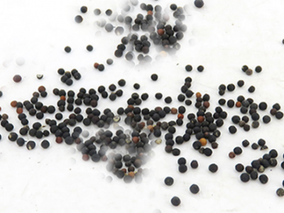 王不留行可以經(jīng)常吃嗎？三個王不留行的副作用