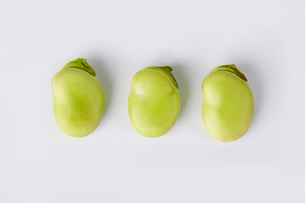 什么人不能吃蠶豆?哪些人不適合吃蠶豆-易網健康<a href=http://m.logojc.com/jkys/ target=_blank class=infotextkey>養(yǎng)生</a>網 什么人不能吃蠶豆?哪些人不適合吃蠶豆