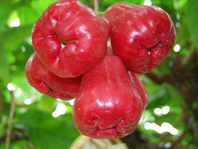 蓮霧學名：蓮霧，英文：Wax apple