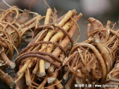 五指毛桃的副作用太大了，中毒反應肝損傷7大危害(六種人不宜吃)