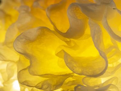 銀耳能不能用于養生藥膳